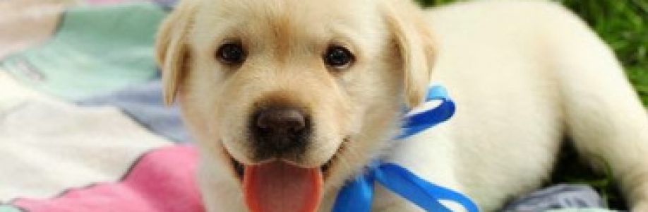 Bich Thuy Cover Image