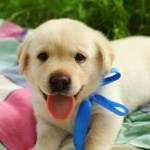 Bich Thuy ở Quận 9, TP Hồ Chí Minh - Cuoc song nha chong luon la va