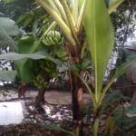 Trần Bảo ở Quận 7, TP Hồ Chí Minh - Đơn giản, nhiệt tình, có ý chí