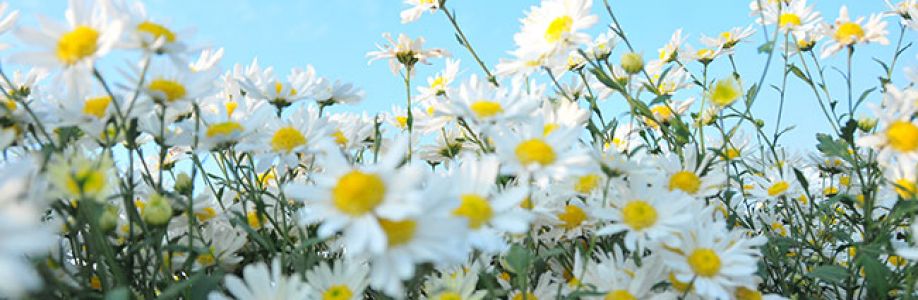  _thdungg_ Cover Image