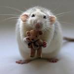 Haidang ở Đan Phượng, Hà Nội - 19t 15cm dam kb Sđt qua Zalo n