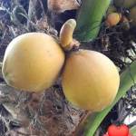 Khôi ở Bình Đại, Bến Tre - Vui vẻ, hòa đồng