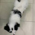 Băng ở Cầu Giấy, Hà Nội - Ít nói ,thick động vật .thich 