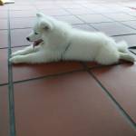 Nam Trần ở Quận 4, TP Hồ Chí Minh - Hiền nhưng không lành