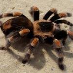 thienngoc - tim ban trai da ly hon qua so dien thoai