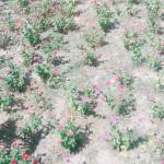 Dumi ở Cà Mau, Cà Mau - Ít nói ...lạnh lùng nhưng hay 