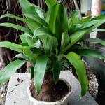 Nguyễn ho ở Bàu Bàng, Bình Dương - Hi tên Nam 1982 hòa đồng vui