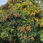 Dai ở Thuận An, Bình Dương - Hòa đồng, vui vẻ