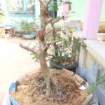 Hiển ở Cao Lãnh, Đồng Tháp - Bình thường