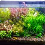 Thái ở Phú Quốc, Kiên Giang - Vui vẻ hòa đồng