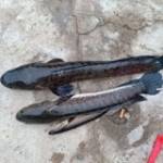 Nguyen Duy Profile Picture