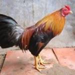 Tài Xike ở Hóc Môn, TP Hồ Chí Minh - Oke de chiu