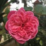 toni ở Đống Đa, Hà Nội - kín đáo