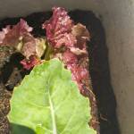 Mẫn ở Gò Vấp, TP Hồ Chí Minh - Người vui vẻ và nhiệt huyết.