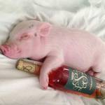 Khong tên ở Thủ Đức, TP Hồ Chí Minh - Dễ gần . Gét giả dối.