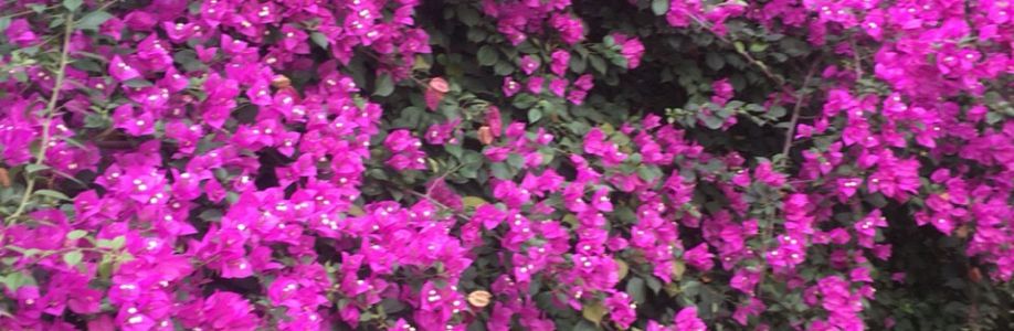 Đỗ Hải Cover Image