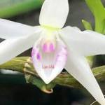 Thanh Truong Profile Picture