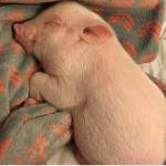 Thành ở Cầu Giấy, Hà Nội - Tìm bạn ăn uosng tâm sự