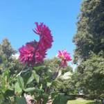 Nguyên Lê ở ,  - 