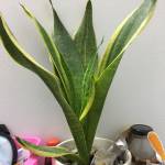 An đang tìm bạn hẹn hò qua mạng