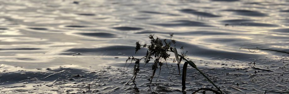 Văn Nguyễn Cover Image