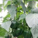 Riley Ngốc ở Thủ Đức, TP Hồ Chí Minh - Vui vẻ , nhiệt tình thích bình