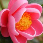 LÊ HÀ ở Bình Thạnh, TP Hồ Chí Minh - Hiện tôi đang sinh sống tại TP