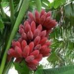 Bắt Cá Hai ở ,  - 