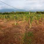 Moonmoon ở Phú Mỹ, Bà Rịa - Vũng Tàu - Bình thường