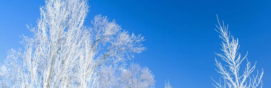 Thanh Hải Cover Image