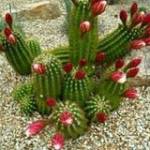 Thắng Trần ở Tân Uyên, Bình Dương - Vui vẽ hoa đồng