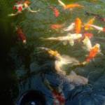 Mot Lan Va ở Kim Sơn, Ninh Bình - Muon tim chi em co nhu cầu tâm