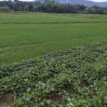 Ginz Lê ở Liên Chiểu, Đà Nẵng - Tìm bạn tâm sự