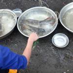 Nguyenhoang88 Profile Picture