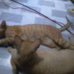 Huuthinh N ở Hóc Môn, TP Hồ Chí Minh - Ngoại hình bình thường , cao 1