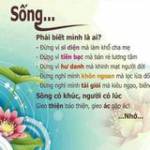 Sen Võ ở Quận 7, TP Hồ Chí Minh - Minh ten sen