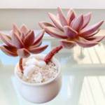 Hiệp Minh ở ,  - 