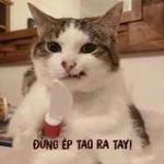 Tuấn Hoang ở Gò Vấp, TP Hồ Chí Minh - Trầm tính vui vẻ và quậy như g