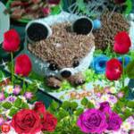 Hiên Hoàng ở ,  - 