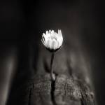 Lam Kỳ Tha ở Thanh Xuân, Hà Nội - Tâm lý