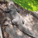 Trần Đăng tìm nữ FwB trên mạng