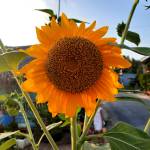 Miền thôn dã tim ban les fem qua so dien thoai