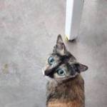 Meo Phan ở Ngũ Hành Sơn, Đà Nẵng - Mình làm văn phòng, ưa tập thể