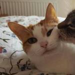 Lanh ở Trà Cú, Trà Vinh - Vv