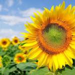 Phan Quang ở Cầu Giấy, Hà Nội - Kinh doanh