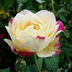 Nguyễn Anh ở Đồng Xoài, Bình Phước - hòa đồng,  tìm bạn lâu dài để 