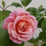 A Tỷ ở Hải Châu, Đà Nẵng - Hiền lành, không nhậu nhẹt, ch