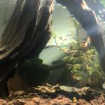 Thanh ở Bàu Bàng, Bình Dương - Có 1 sự hứng thú đặc biệt với 