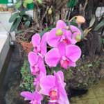 Hải Đăng N ở Bình Thạnh, TP Hồ Chí Minh - Bình thường nhưng không tầm th