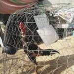 Hưng Chọi ở Vạn Ninh, Khánh Hòa - Ế